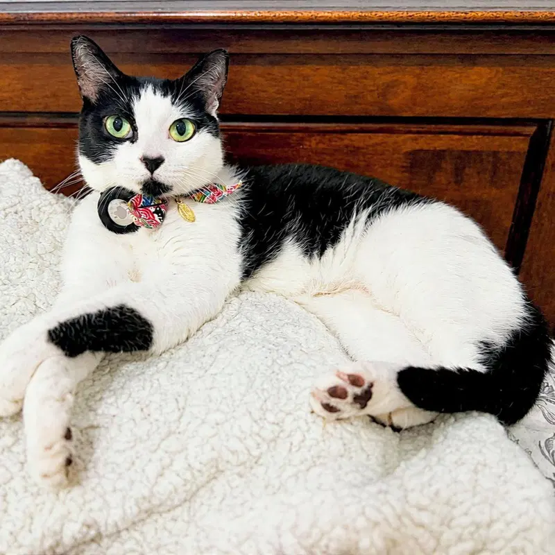 Minnie Moo, photo 9