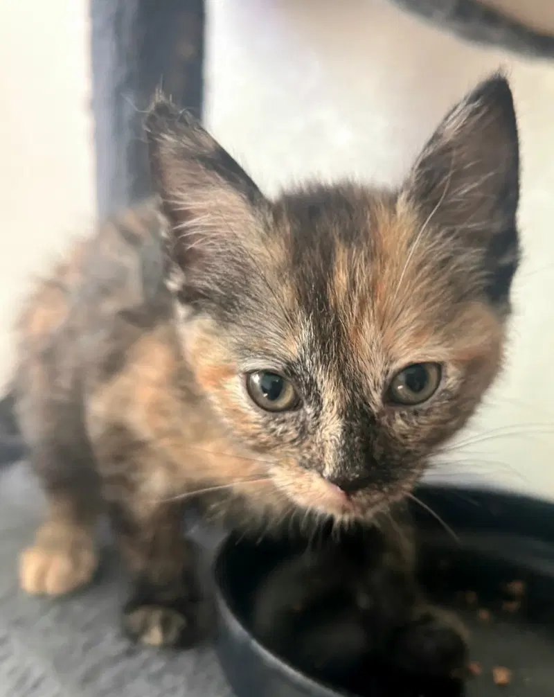 Cleocatra, photo 2