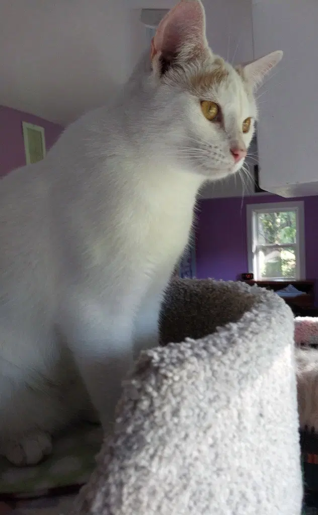 Layla IN FOSTER, photo 2