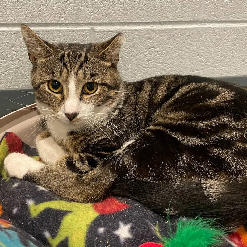 Heath Bar, an adult male cat up for adoption
