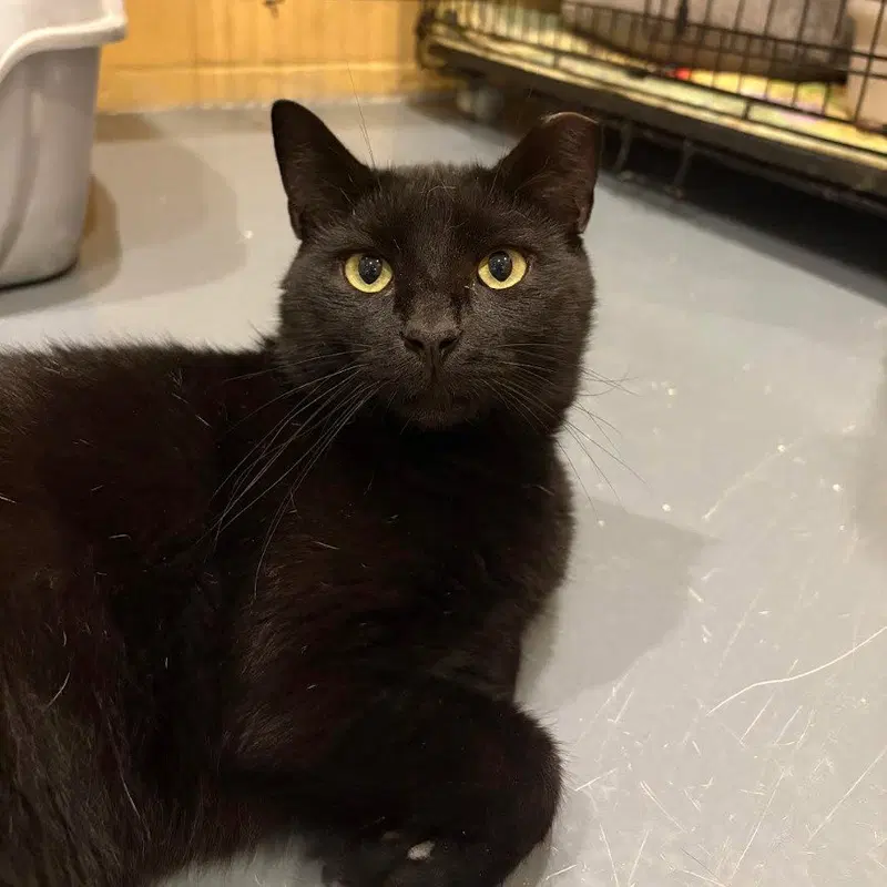 Hershey Bar, photo 3