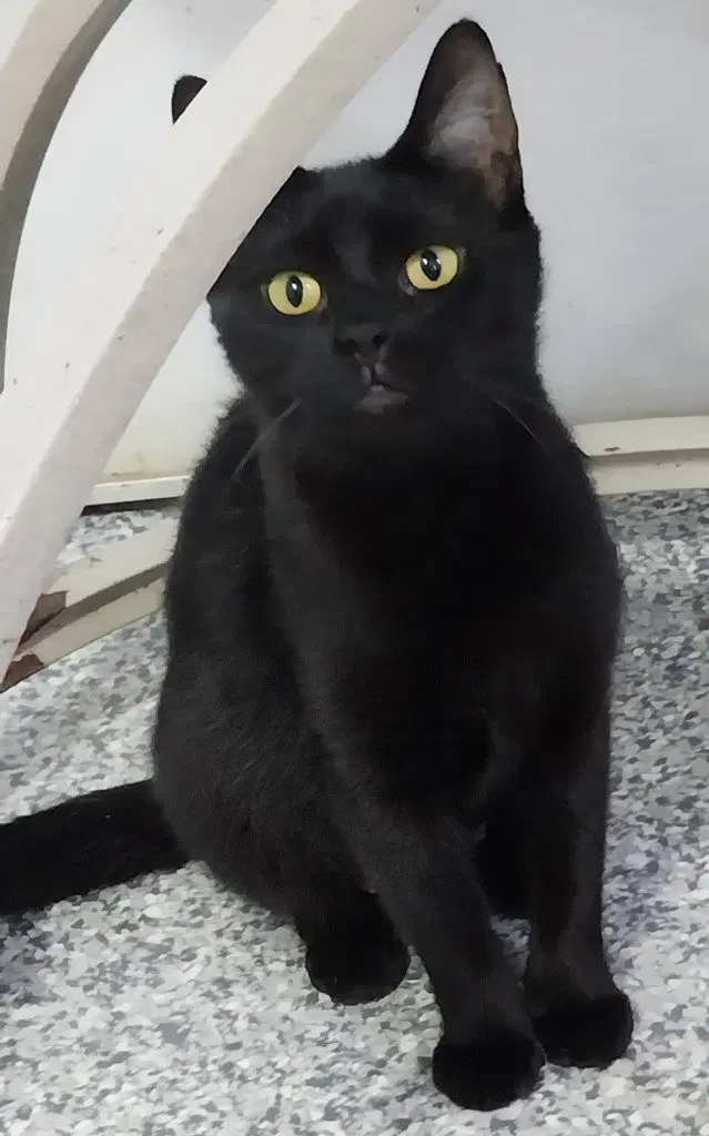 Misty Onyx IN FOSTER, photo 2
