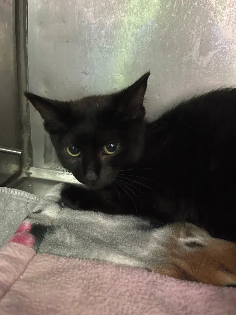 Button IN FOSTER, an adult female cat up for adoption