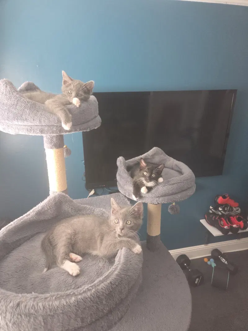 Tippy, Stash and Tux, photo 4
