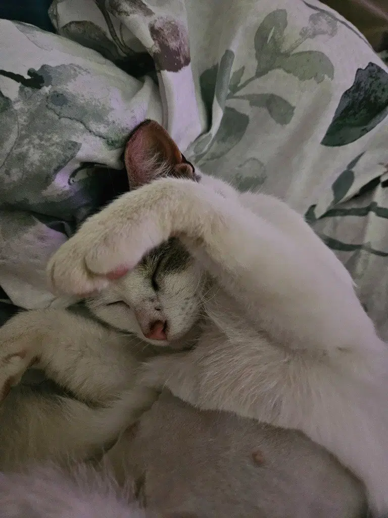 Pixie aka Squeakers, photo 2