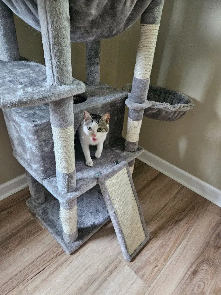 Pixie aka Squeakers, photo 4