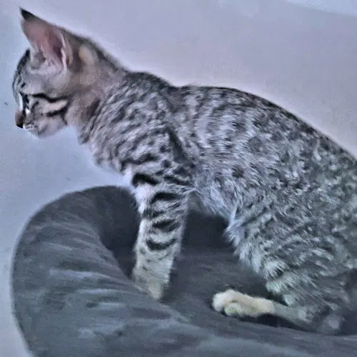 Callahan, photo 3
