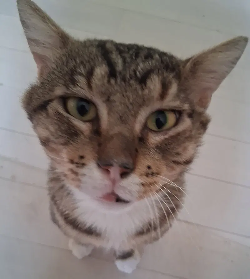 Rambo, photo 3