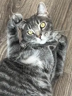 Kitten Max, photo 2