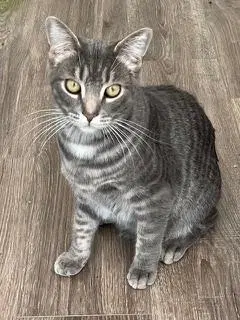 Kitten Max, a young male Tabby cat up for adoption