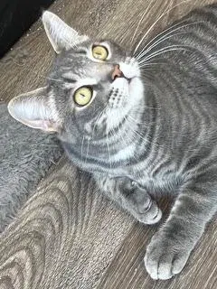 Kitten Max, photo 3