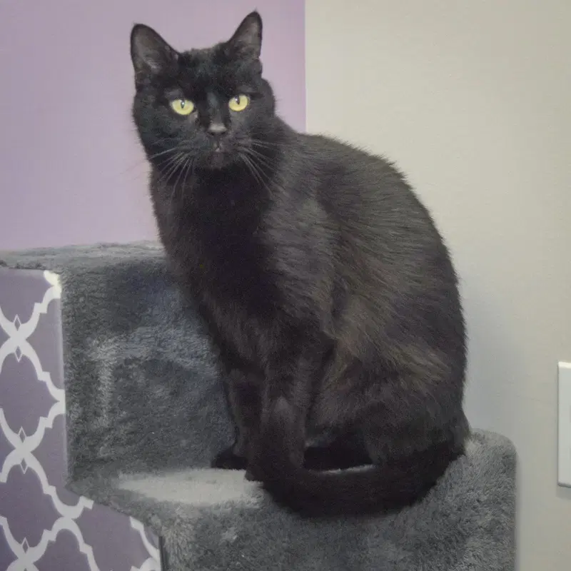 Luna, photo 3