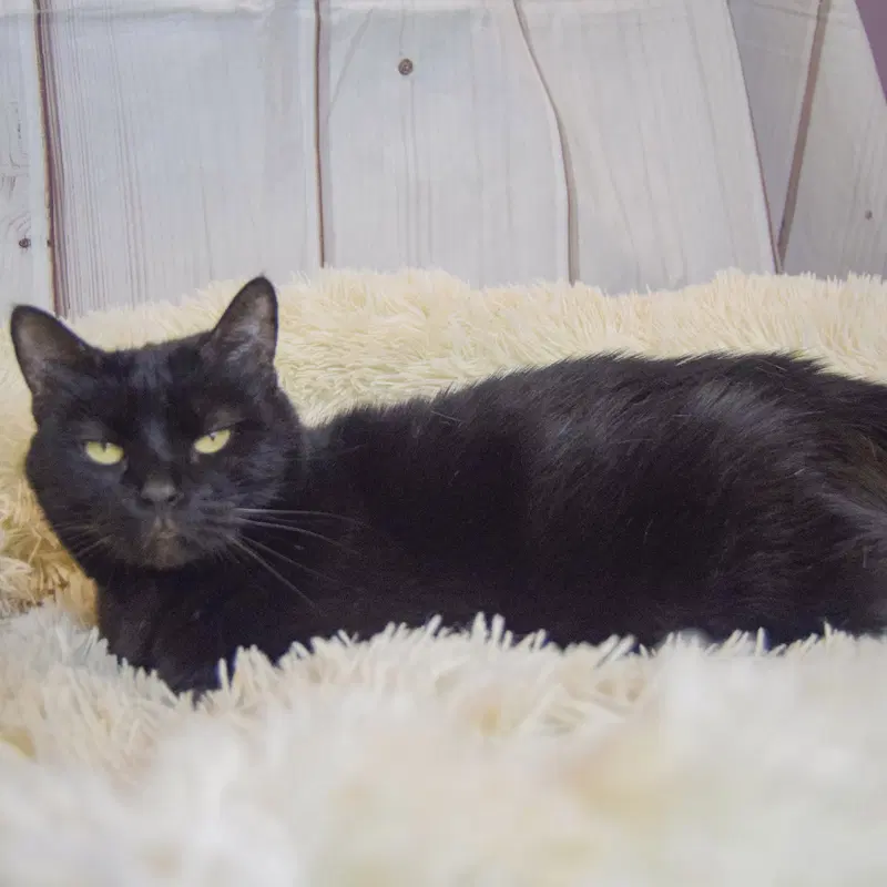 Luna, photo 4