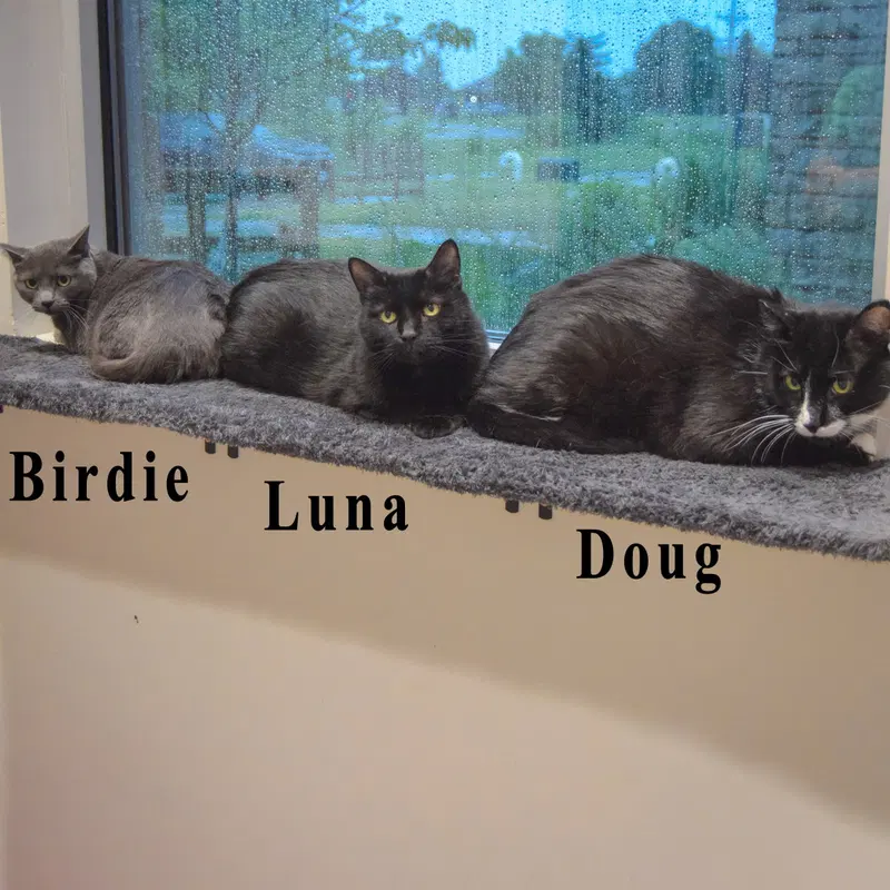 Luna, photo 5