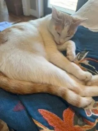 Piccolo, photo 2