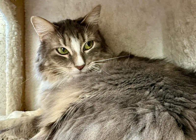 Eche, an adult female Tabby cat up for adoption
