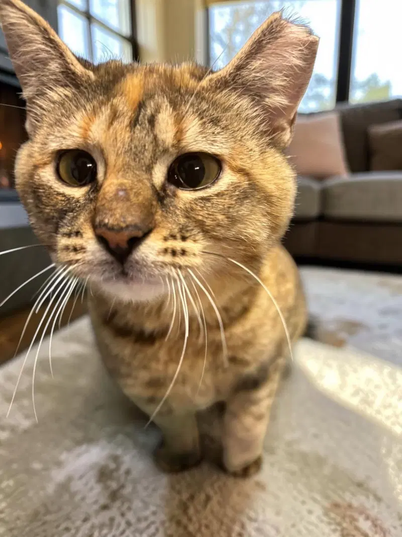 Nutmeg, photo 4