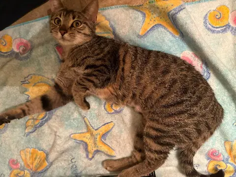Watch the video of Daisy