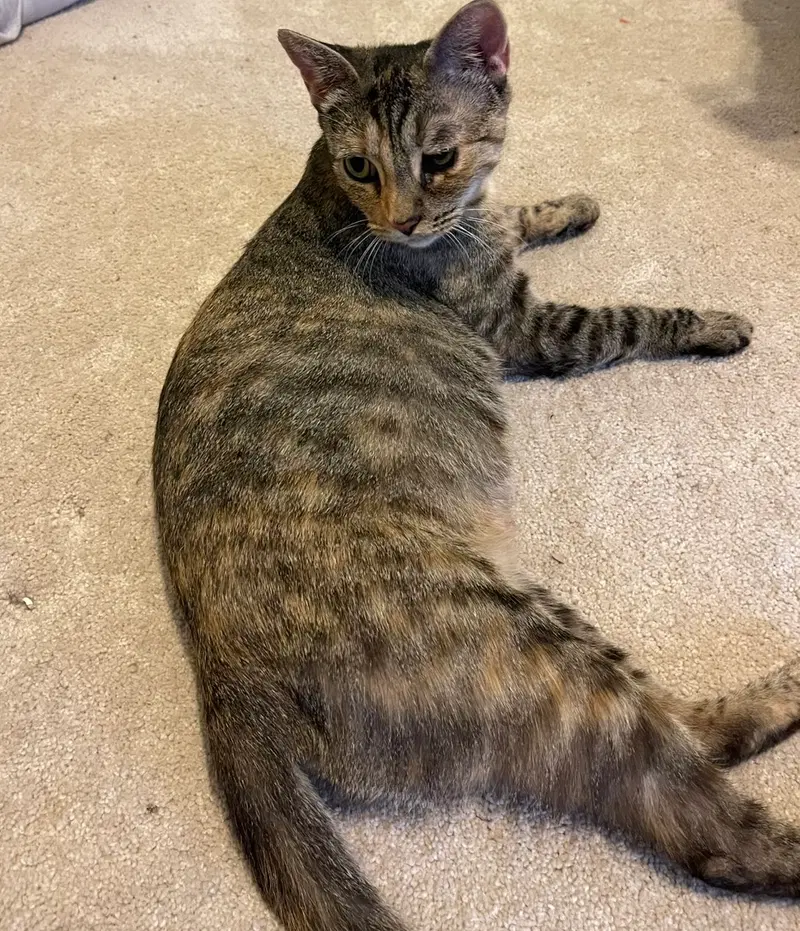 Athena, photo 4