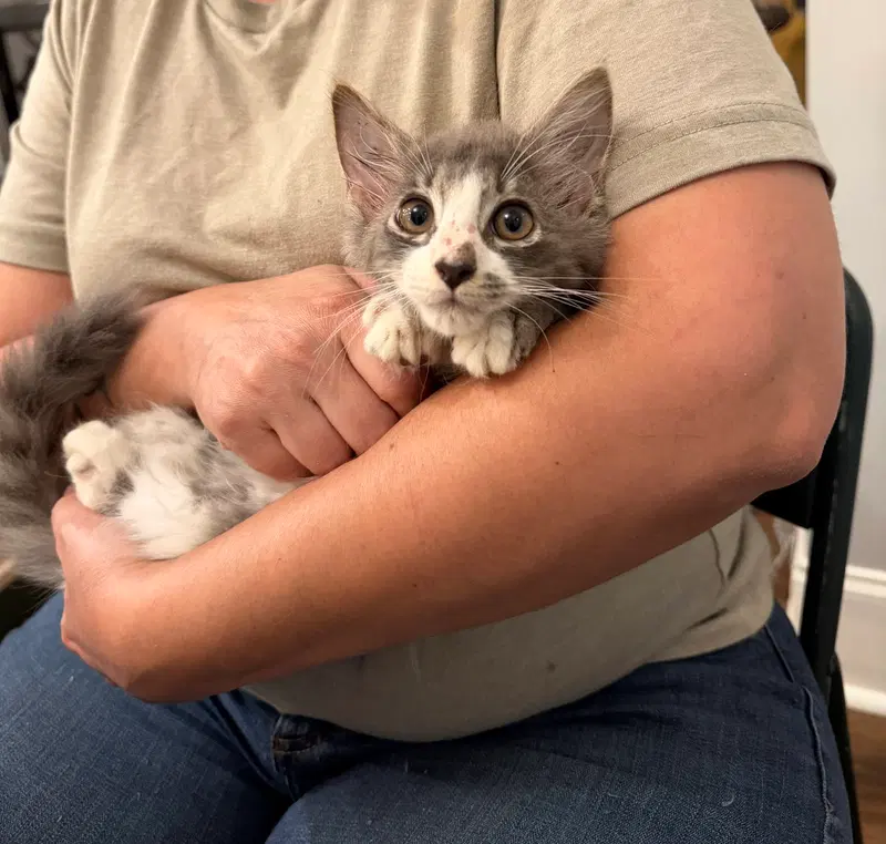 Nimbus, a male cat up for adoption