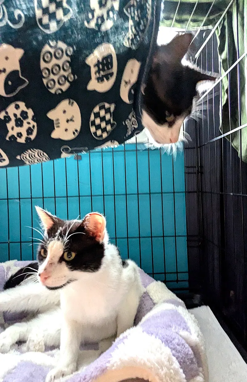 Kitties, photo 2