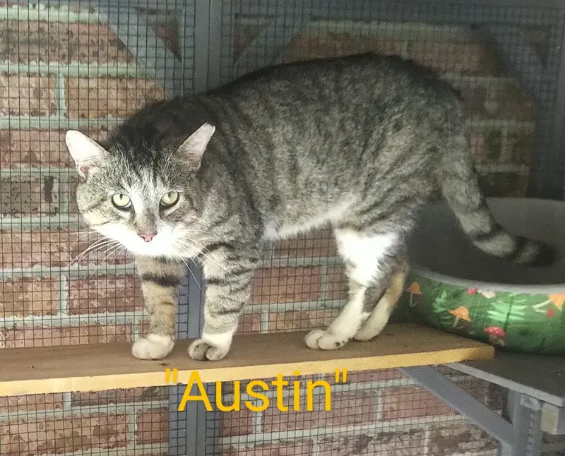 Austin, photo 5
