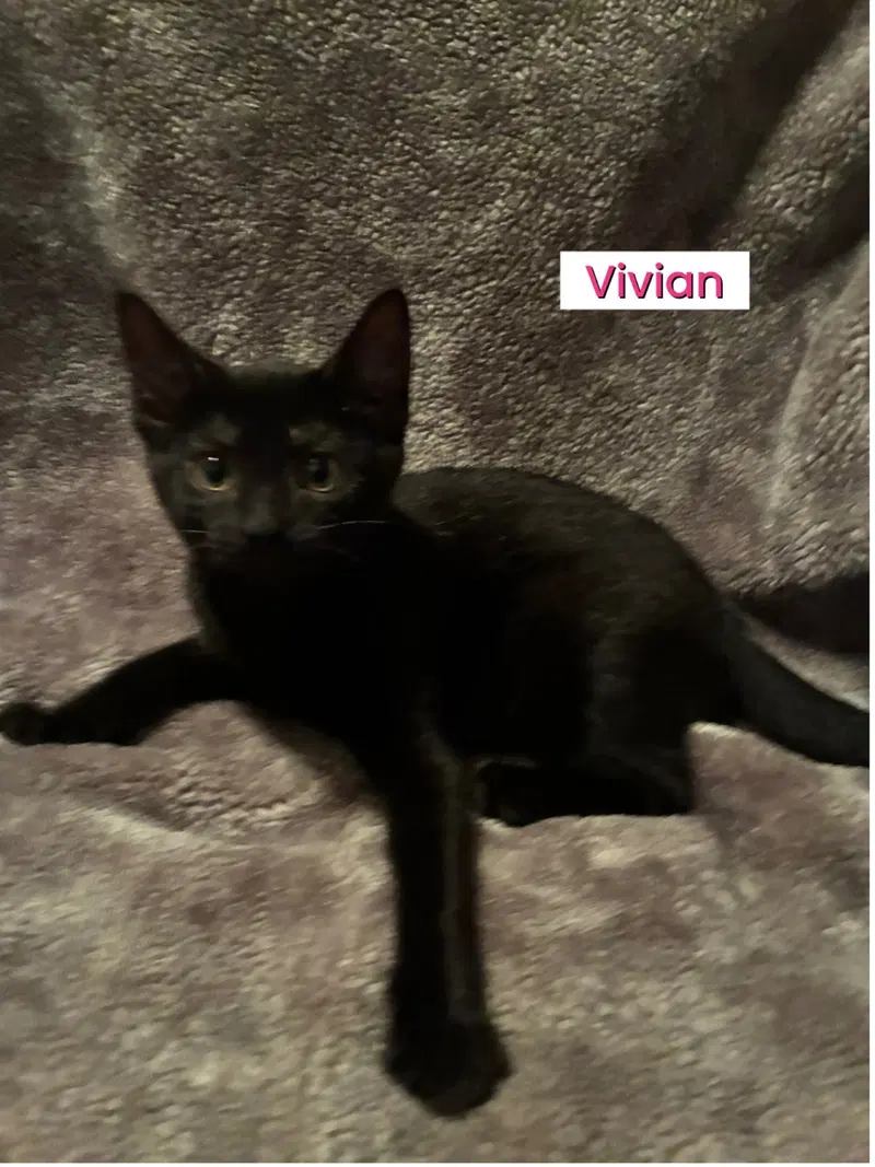 Kittens, photo 3