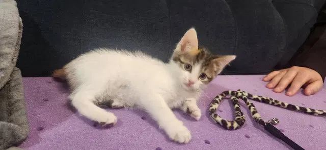 Sandy's Snow White KITTEN, a female kitten up for adoption