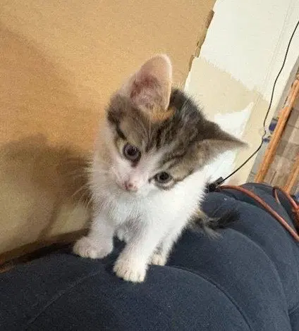 Sandy's Snow White KITTEN, photo 2