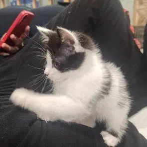Sandy's Cinderella KITTEN, photo 2