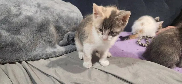 Sandy's Ariel KITTEN, photo 2
