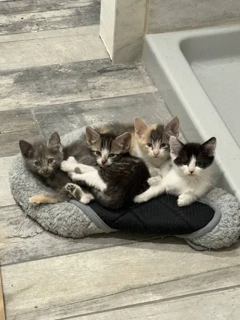 Sandy's Ariel KITTEN, photo 3