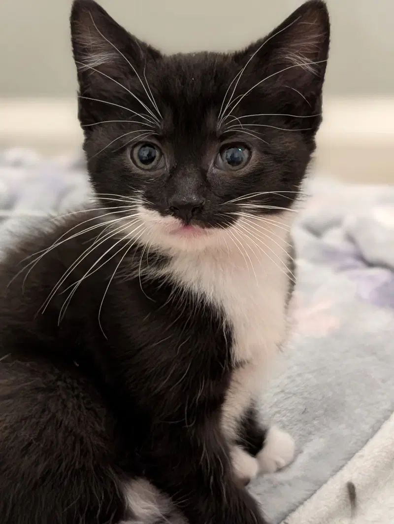 Andrea's Rowen KITTEN, photo 3