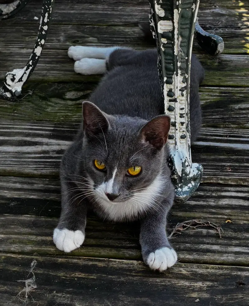 Grayson, LOVE BUG, photo 2