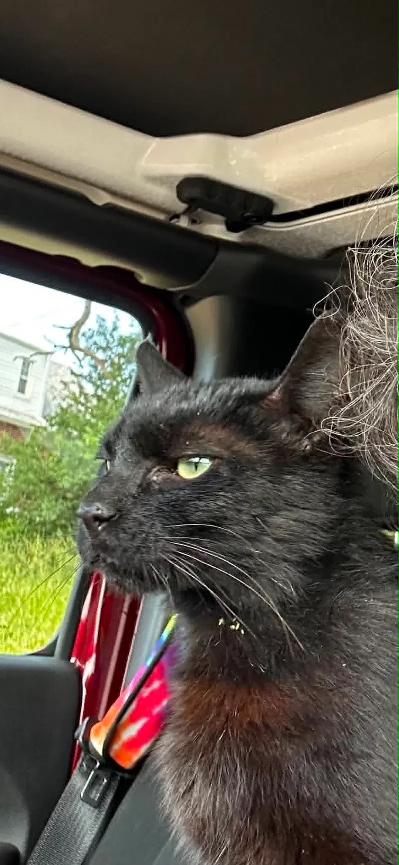 Leroy Lap Cat Cuddler, photo 4