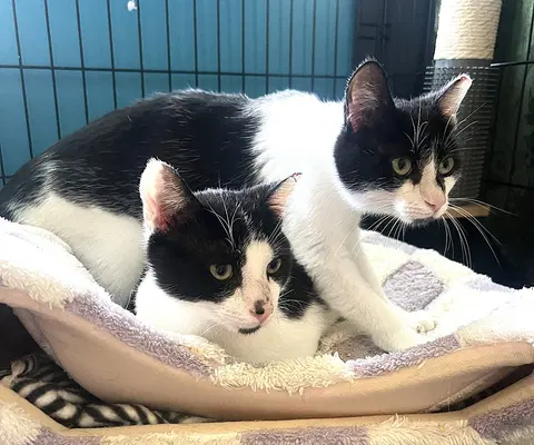 Watch the video of Kitties