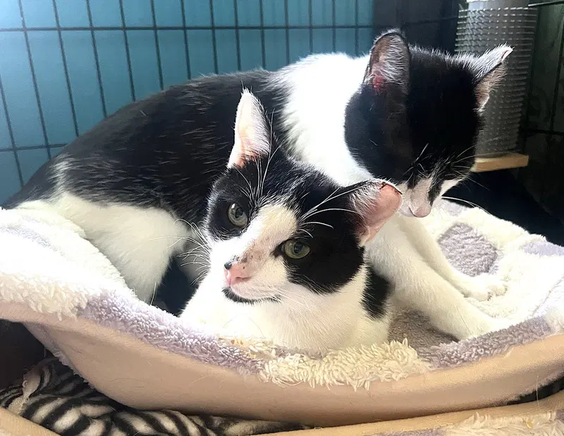 Kitties, photo 4