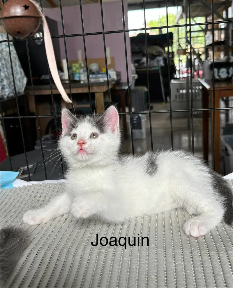 Joaquin, photo 4