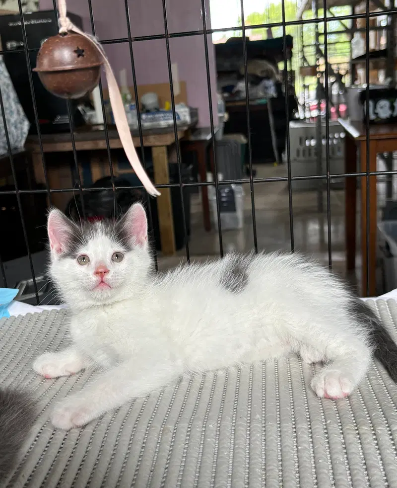 Joaquin, photo 7