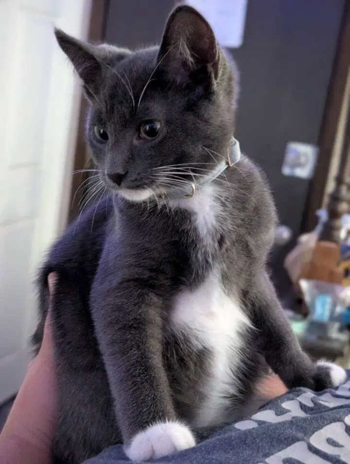 Hg Litter Leonardo, photo 3