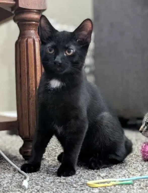 Hg Litter Salem, photo 3