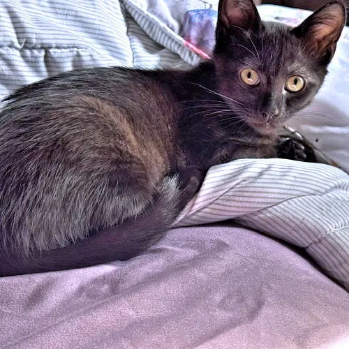 Charley, photo 2