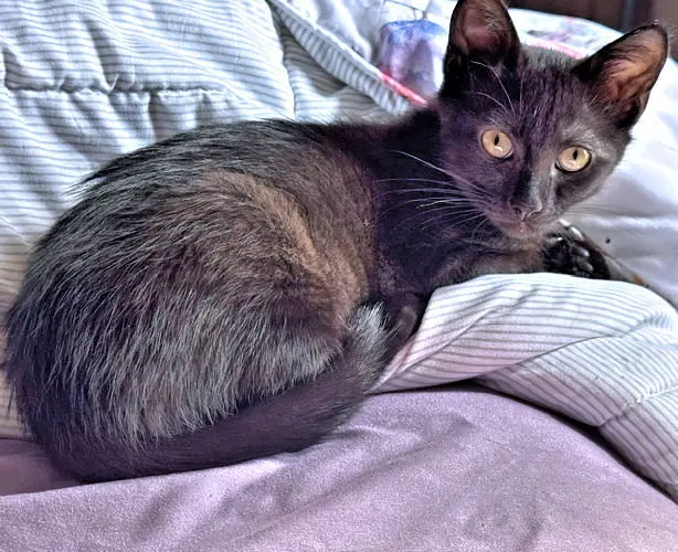 Charley, photo 3