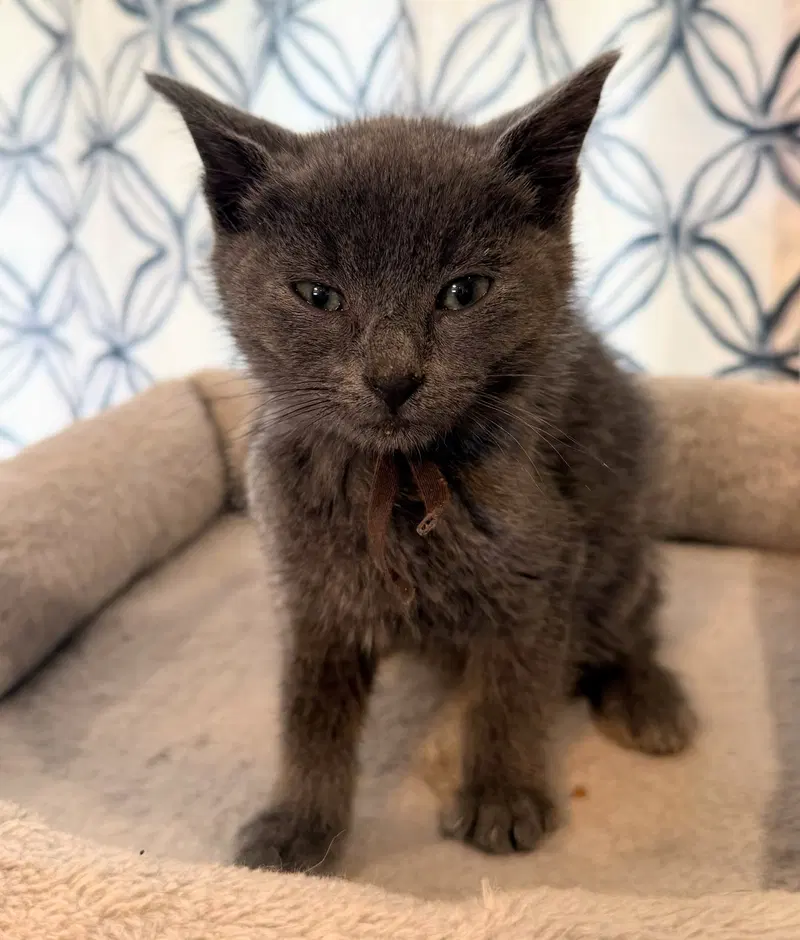 Charcoal not at the Shelter, photo 3