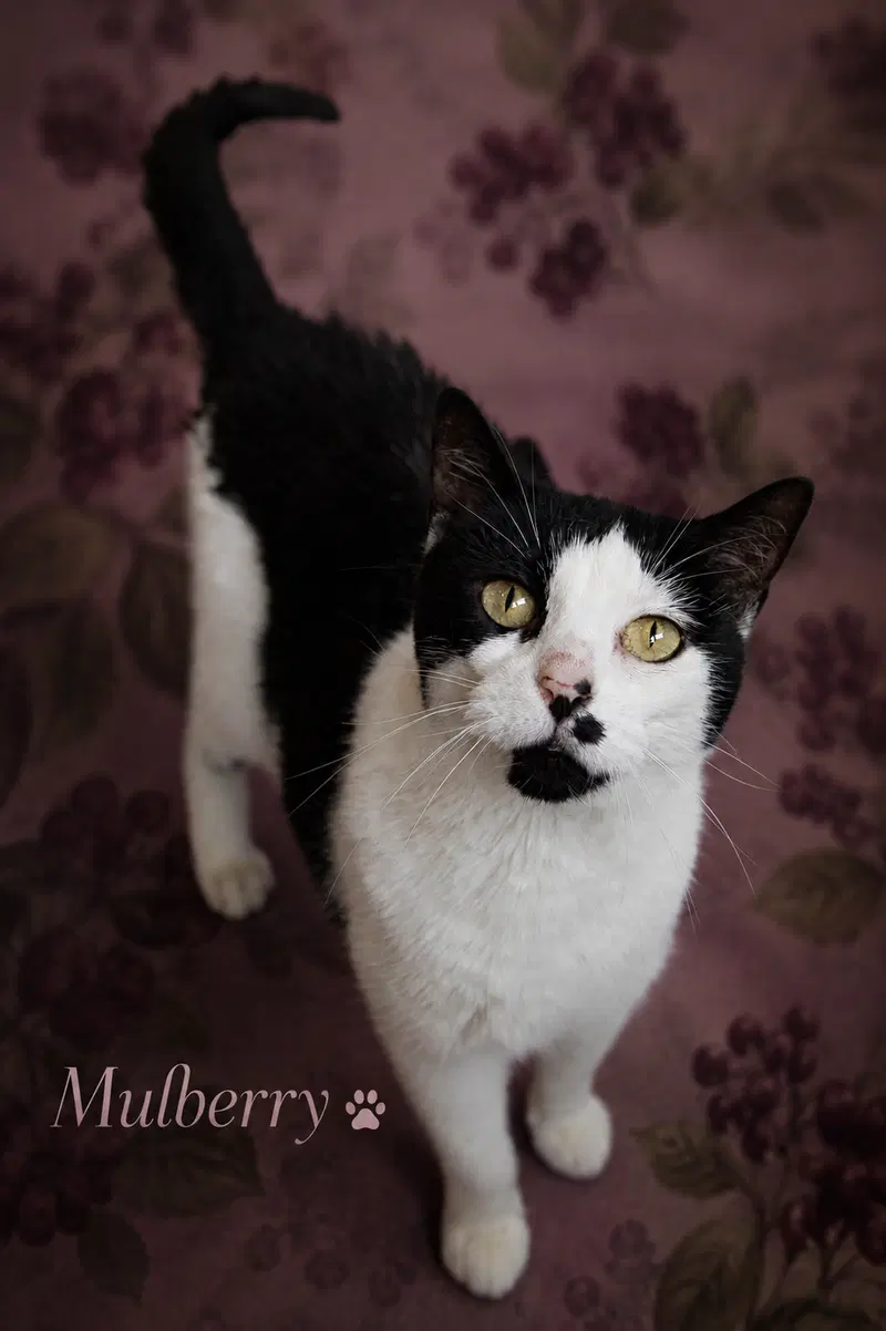 Mulberry, photo 8