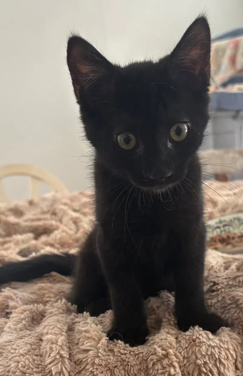Raven KITTEN, photo 2