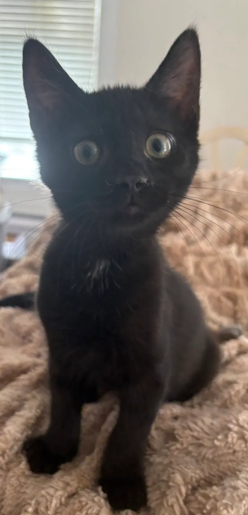 Raven KITTEN, photo 3
