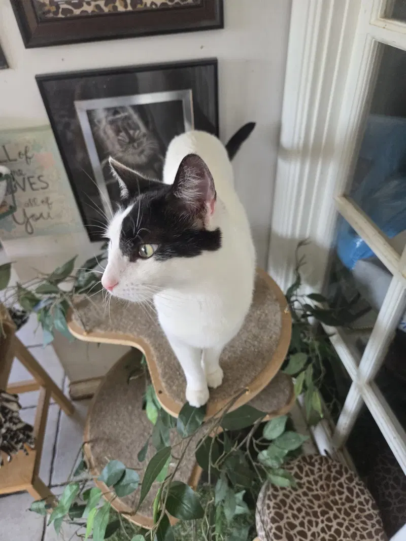 Darla, photo 2