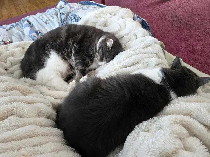 Nala and Simba, photo 5