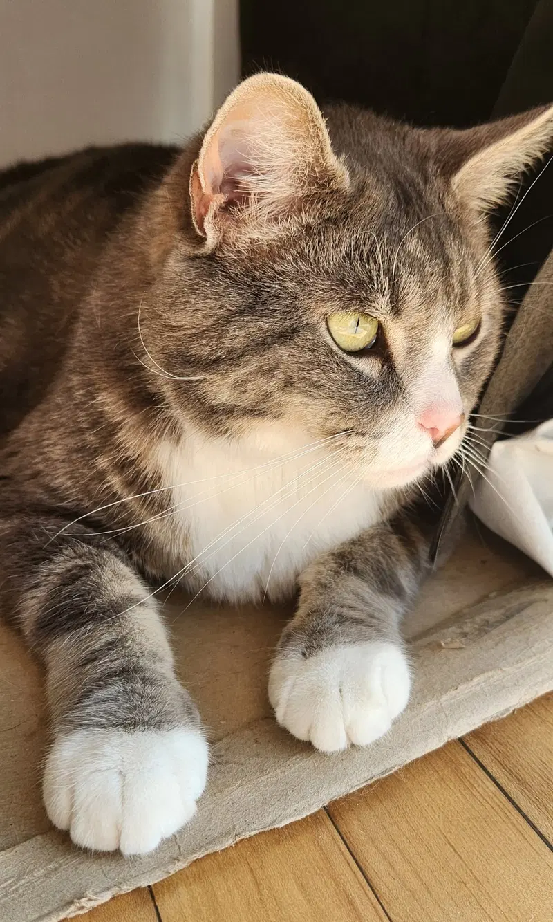 Nala and Simba, photo 9